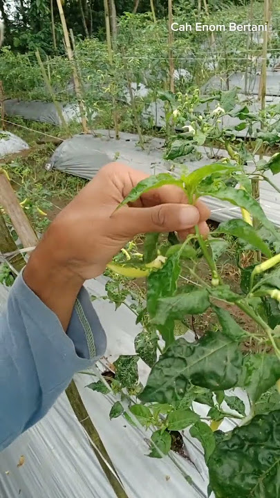 Nih Loo Hasilnya #short #shortvideo #petani #cahenombertani #pov #viral #keren #hiburan #tutorial