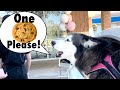 Meeka Orders Her Own Food! (SPEAKS PERFECTLY)