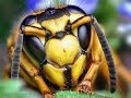 Вы Боитесь Осу Шершня Vespa crabro? Чудо-Юдо Шершень - Друг или Враг?