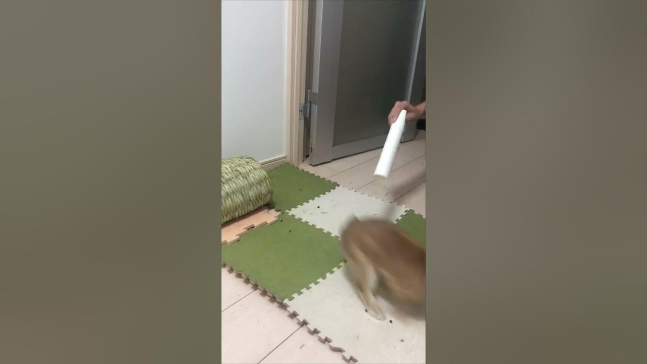Rabbit Flips over While Playing with Owner YouTube