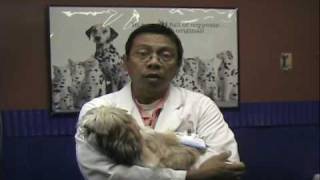 Holiday Christmas Pet Dangers