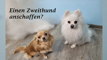 Sind zwei Hunde glücklicher als einer?