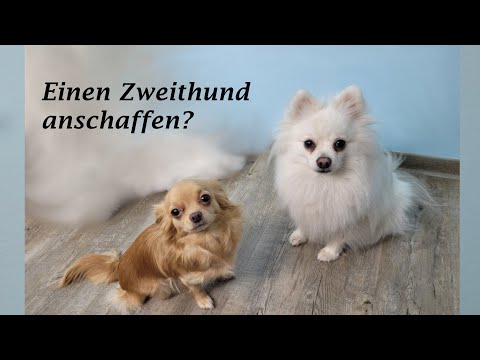 Video: Warum zwei Hunde besser sind als einer