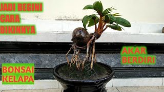 Download lagu BONSAI KELAPA Cara bikin bonsai kelapa akar berdiri BONSAI KELAPA Cara bikin bonsai kelapa akar berdiri