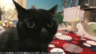 2018.11.28 猫日記   Cat's diary. November 28, 2018 【Miaou みゃう】