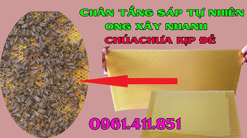 Chân Tầng Ong Nội Chân Tầng Sáp Tự Nhiên Ong Xây Siêu Nhanh