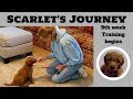 Training a Goldendoodle Puppy at 9 weeks old