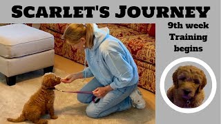 Training a Goldendoodle Puppy at 9 weeks old