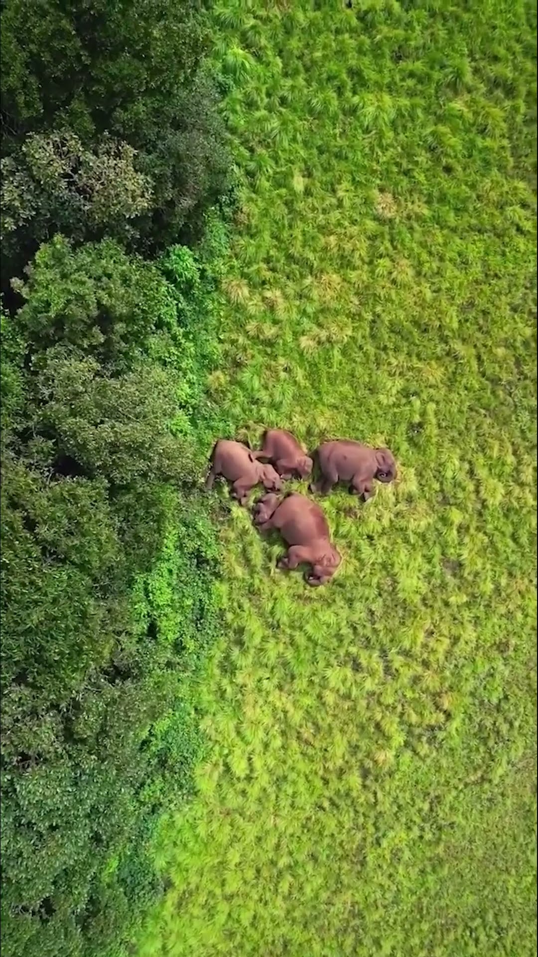 Elephants Always Sleep Together
