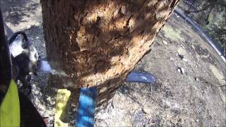 Falling a burning hazard tree