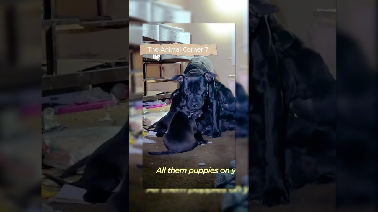 This mama dog lived for years in an abandoned house