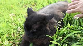 夕方の猫公園で長毛の黒猫ちゃんをナデナデする。