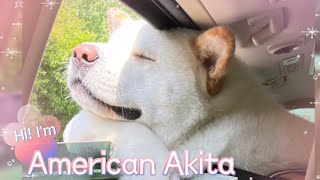 Get A Akita They Said It Will Be Fundog Vlog