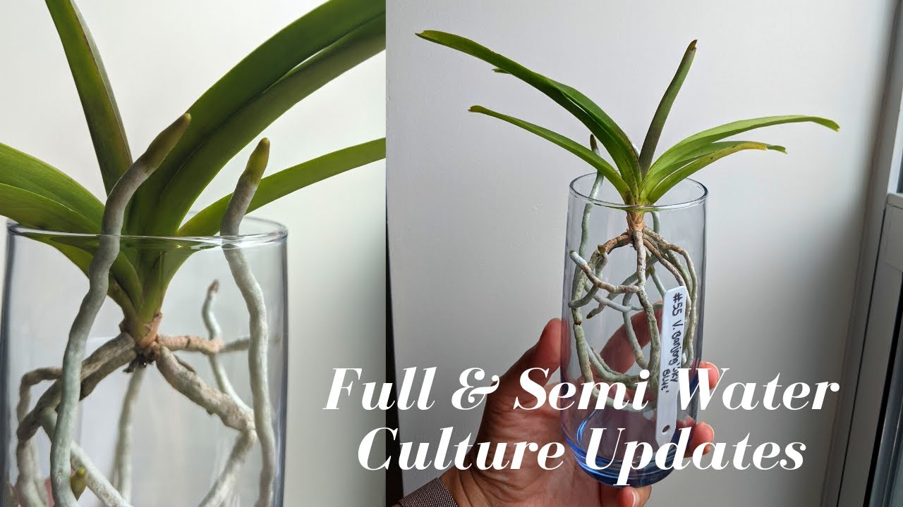 Full & Semi Water Culture Orchid Updates | Vanda & Dendrobium in FWC & SWC  - thptnganamst.edu.vn