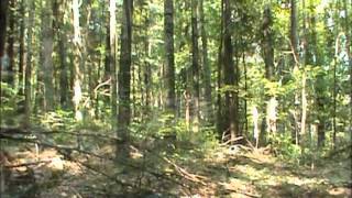 Sasquatch: The Habituation Area @ Salt Fork State Park