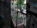 This Kookaburra got all of the chill