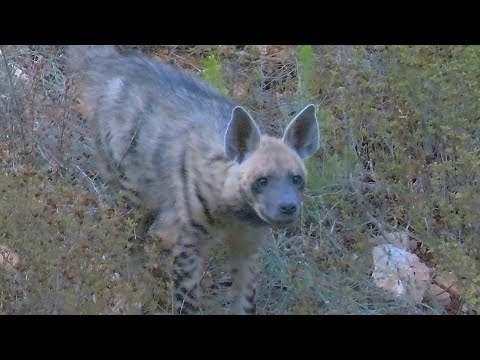 Striped Hyena Calling צבוע מפוספס קורא ध र द र लकड बग घ ضبع مخطط Linh Cẩu Sọc シマハイエナ 