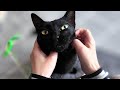 不意打ち耳もしゃにあわわわんって言っちゃうねこ