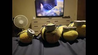 Brain The Minion S2 E20: Mufasa: The Lion King (2024) (SEASON FINALE)