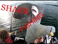 SHARK FISHING southern Moreton bay