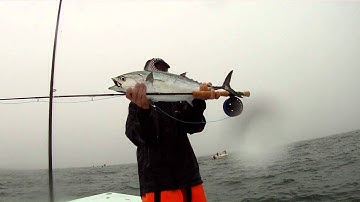 Fly Fishing False Albacore (Albies) Great Action in Bad Weather. Montauk, New York