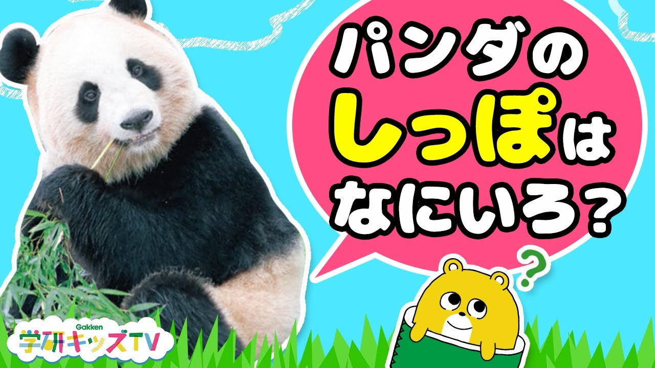 どうぶつクイズ対決 パンダのしっぽは何色 かわいい動物大集合 寸劇 親子向け知育教育 学研キッズtv Youtube