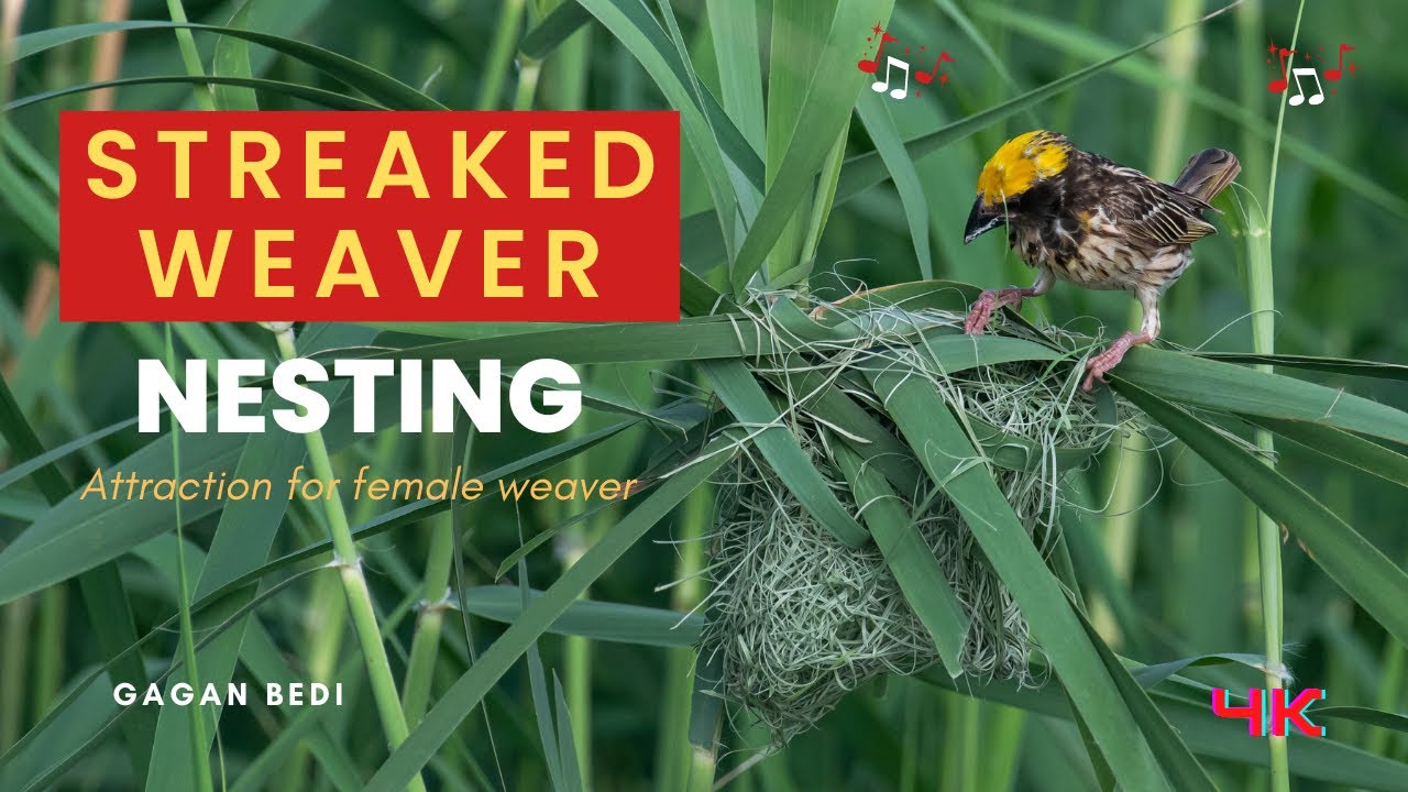 Streaked Weaver Nesting I Amazing Nest Builders weavers gaganbedi