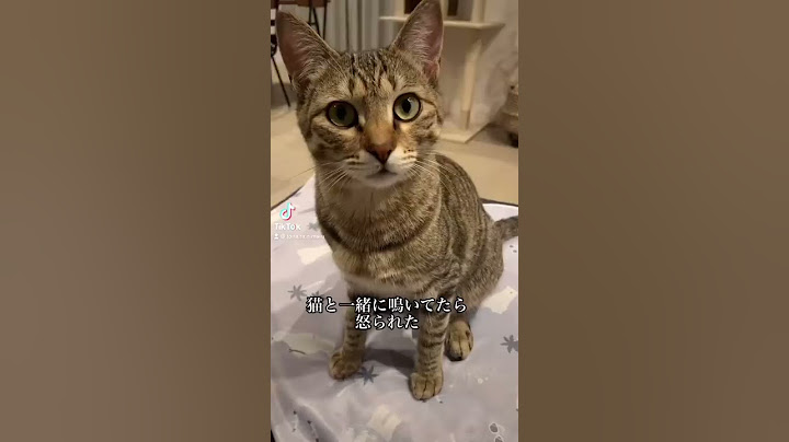 【tiktok200万再生】猫と一緒に鳴いたら怒られた#Shorts