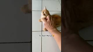 Kucing Kecil Minta Dielus Melulu  cat kucinglucu kucinggendut
