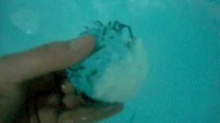 Lush - Big Blue bath bomb (review & demo)