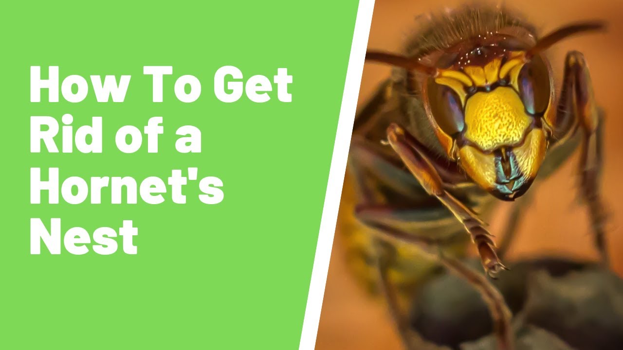 Hornet Nest Removal: How To Get Rid Of Hornets - YouTube