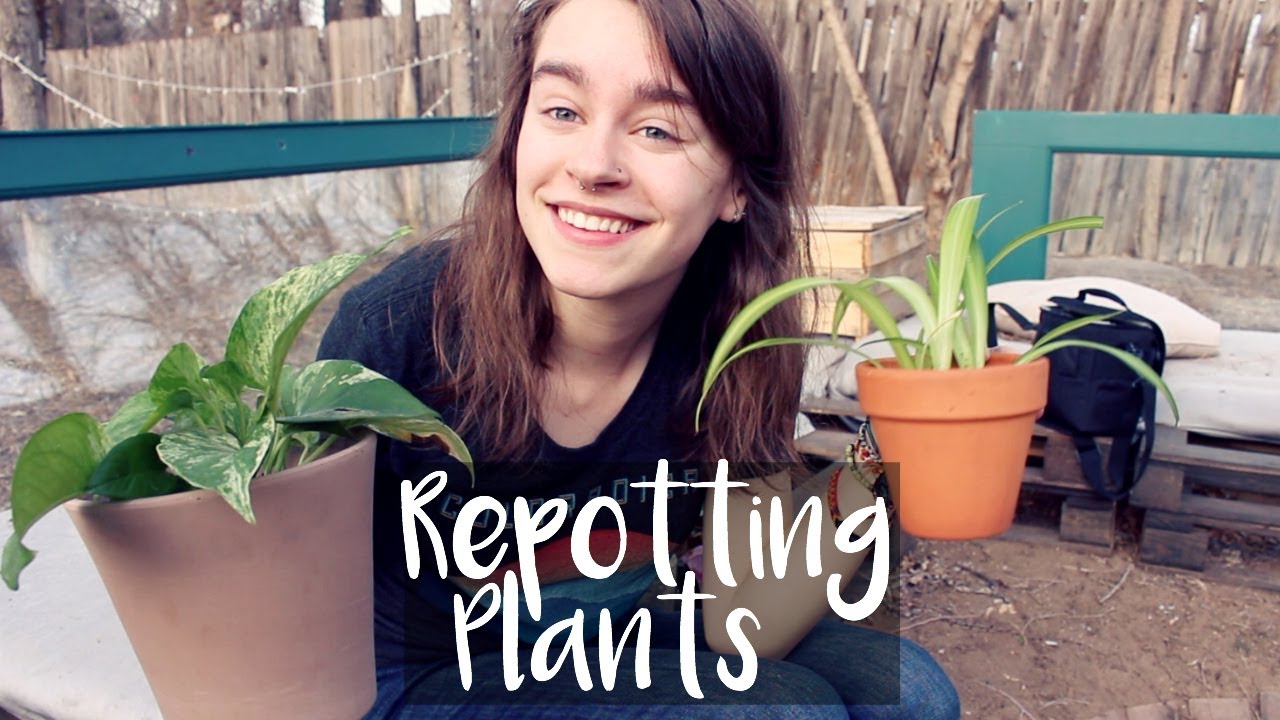 Repotting My Houseplants - Preparing for Spring