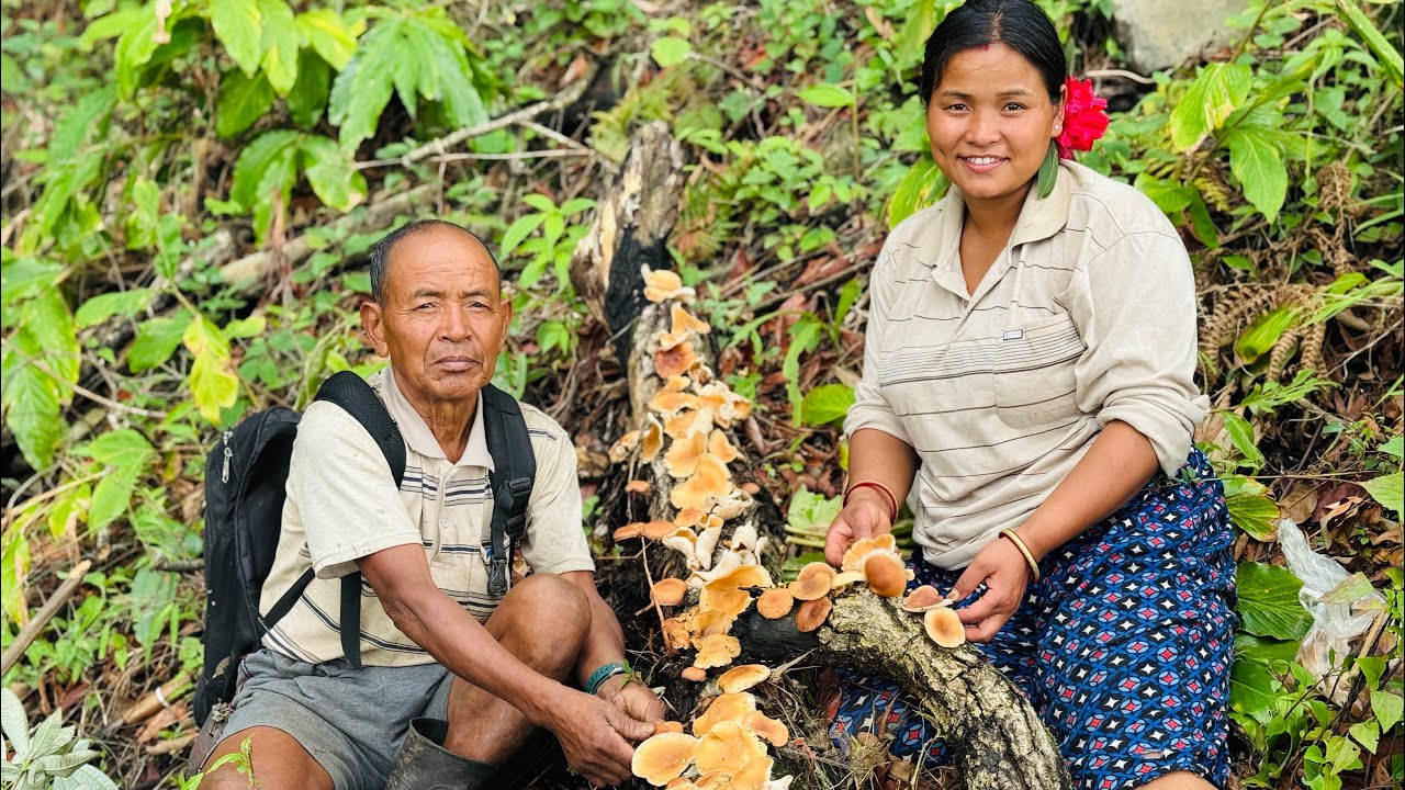 Rukhma faleko chyau(mushroom)￼ tipna kati garho..mero buda khatra rider￼#siruthapamagar#vlog