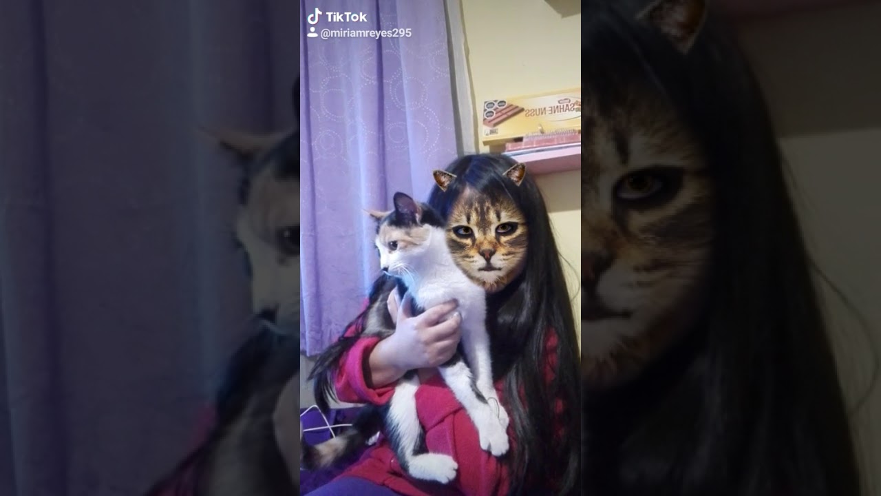 Gatos - YouTube