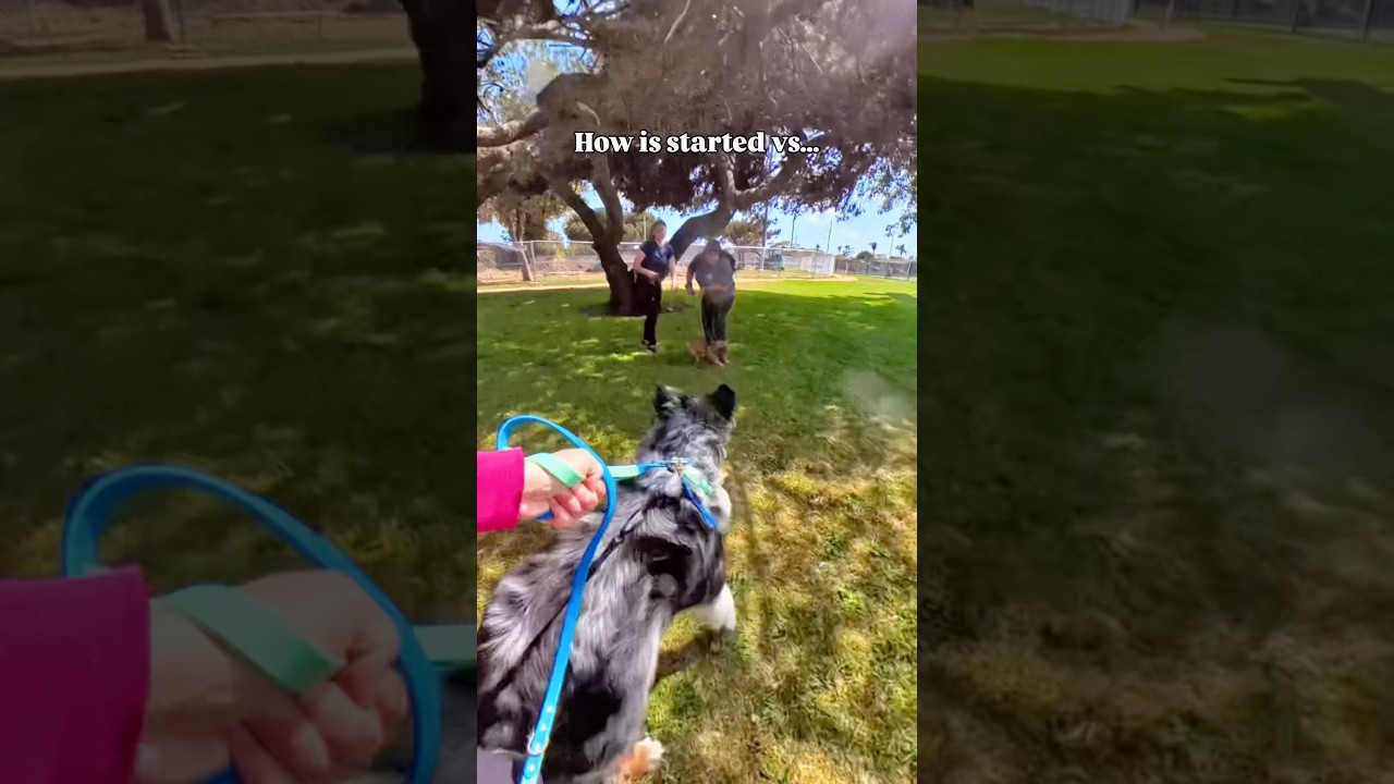 This is your reminder that reactive dogs CAN improve w the right support❤️  #dog #dogs #dogtraining