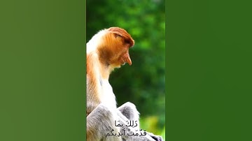 سورة الأنفال و،،كا..نك تسمعها لأ،،و..ل مر،ة ❤️..💗🏵️💟. 💔.💖💮بصوت الشيخ حمزة مدبو.ح 💮💚. 💗،؛ 🏵️❣️؛؛ ❣️💓