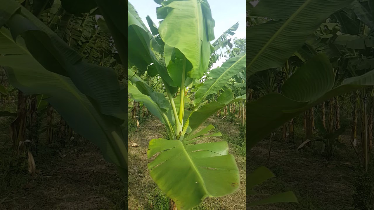  kebun pisang  YouTube