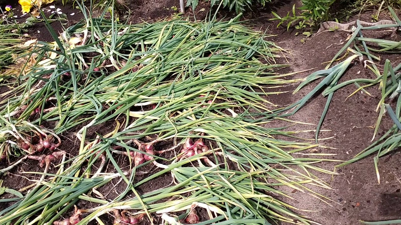 Лук шалот. Уборка.