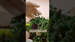 تكثير نبات المسبحة #مشاريع #sacculant #نباتات #عصاريات #plants #cactus #زراعة #gardening