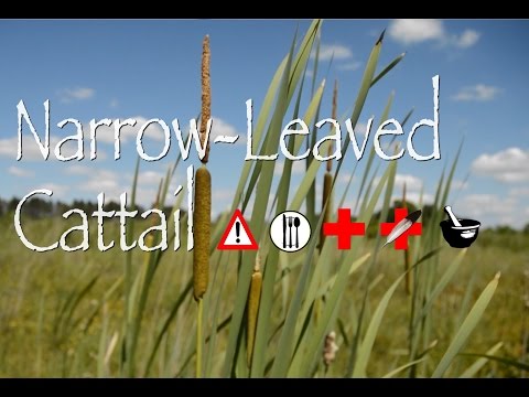 Video: Cattail Cu Frunze înguste