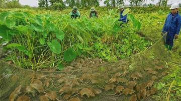 Trúng Mánh Khi Dùng Lưới Bắt Được Ổ Chuột Lớn Ngoài Ruộng Cỏ, Hôm Nay Quá May Mắn Rồi