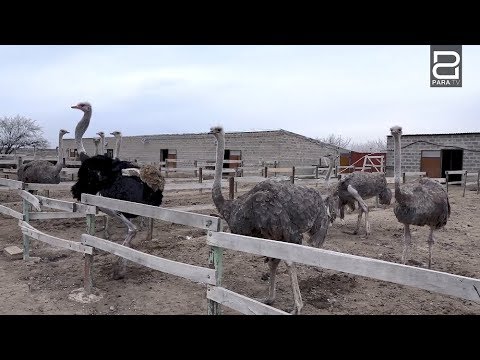 Video: Ինչու է ջայլամը գլուխը թաքցնում ավազի մեջ