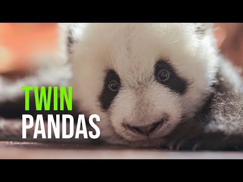 วีดีโอ: Pet Scoop: สวนสัตว์แห่งชาติตั้งชื่อ Panda Cub หนึ่งในสุนัขที่น่าเกลียดที่สุดในโลก