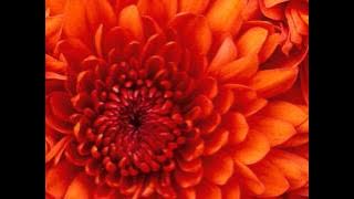 Zoya Music Box Tune - Qubool Hai