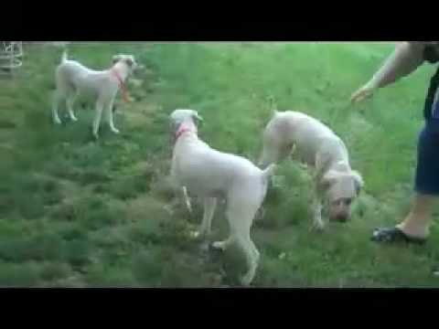 Kelly, Kramer, Reecy and Shelby enjoy the yard