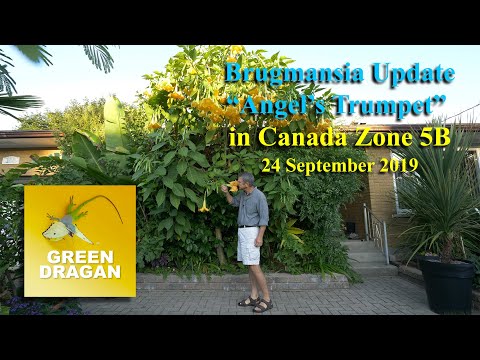 Video: Brugmansia Tree
