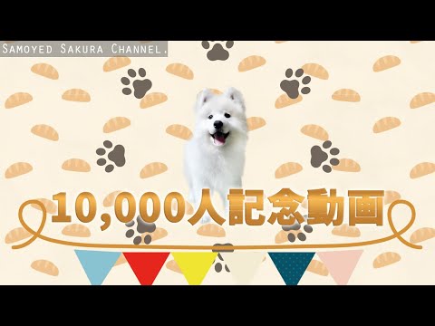 【1万人記念】家に来たばかりでも楽しそうな幼少期のサモエドさくら