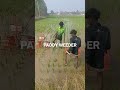 PADDY WEEDER RS 18000 9787672239 MELUR MADURAI D TN🇮🇳
