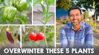 5 Vegetable Plants You Can Overwinter and Grow Next Year