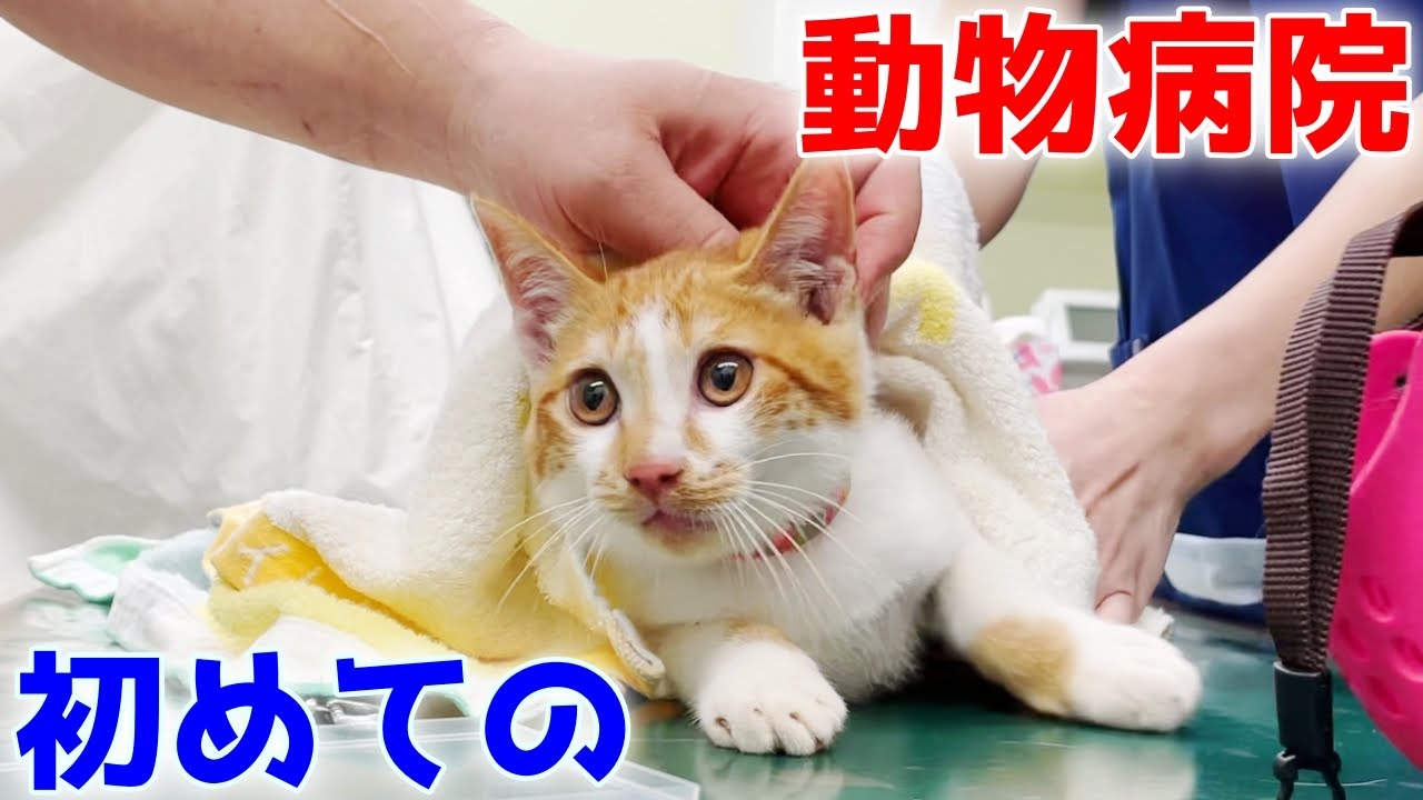 足を怪我していた子猫を病院へ連れて行きました 三毛母猫の子猫 Youtube